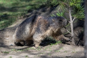 marmotta, animale, pelo, pianta, verde, albero, pino, zampe, animali, roditore, abete, pelliccia, muso, erba, aghi, castoro, natura, ramo