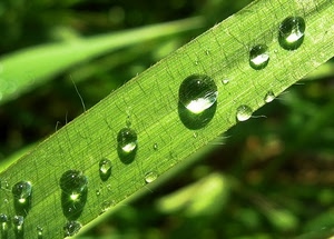 gocce, verde, foglia, macro, acqua, erba, rugiada, sfocato, diagonale