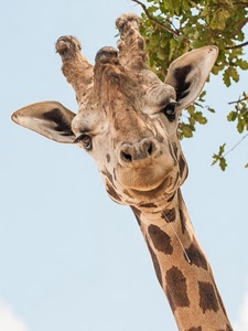 giraffa, orecchie, muso, collo, macchie, animale, naso, testa, occhi