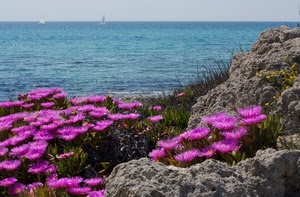 mare, fiori, rocce, barche, acqua, erba, viola, scogli, fucsia, roccia, cielo, rosa, barca, lilla, azzurro, vela
